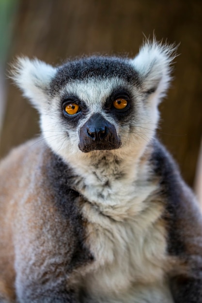 Portrait of crowned lemur (Lemur Catta) with eyes wide open and looking at camera. Close up of a fluffy Madagascar gray-black Fatty funny lemur against a blurred background. Mammal with a striped tail