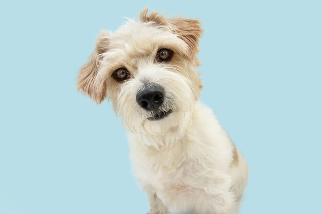 Portrait curious jack russell dog tilting head side, Isolated on blue pastel surface