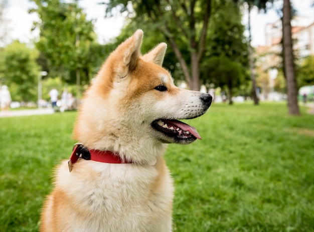 Portrait of cute akita dog at the park