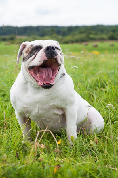 Portrait of cute American Bulldog