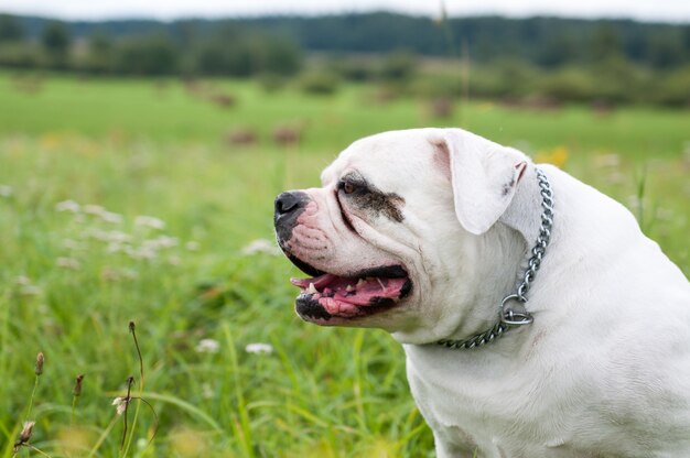 Portrait of cute American Bulldog