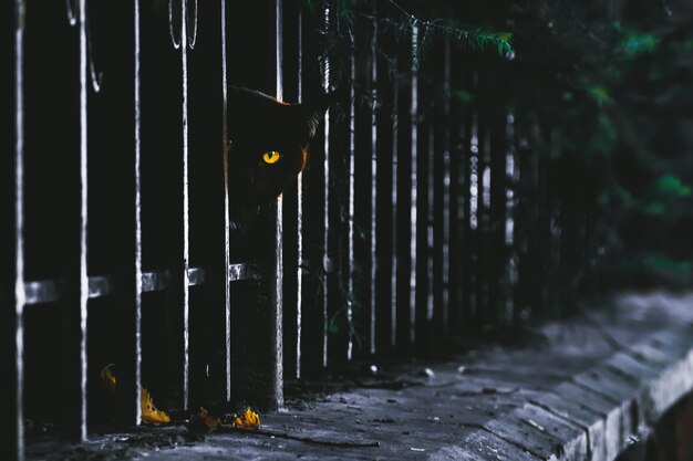 Portrait of cute attentive street black cat looking at camera from behind fence.