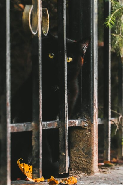 Portrait of cute attentive street black cat looking at camera from behind fence.