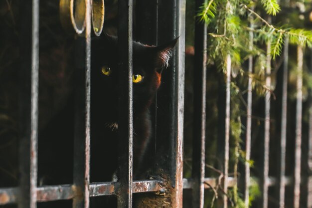 Portrait of cute attentive street black cat looking at camera from behind fence.