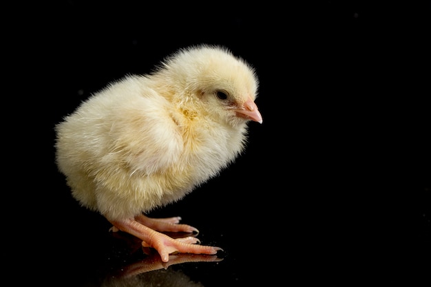 Portrait of a cute baby chick