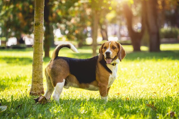 Portrait of cute beagle dog at the park