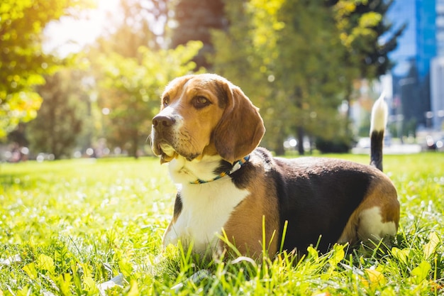 Portrait of cute beagle dog at the park