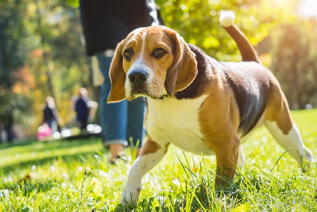 Portrait of cute beagle dog at the park