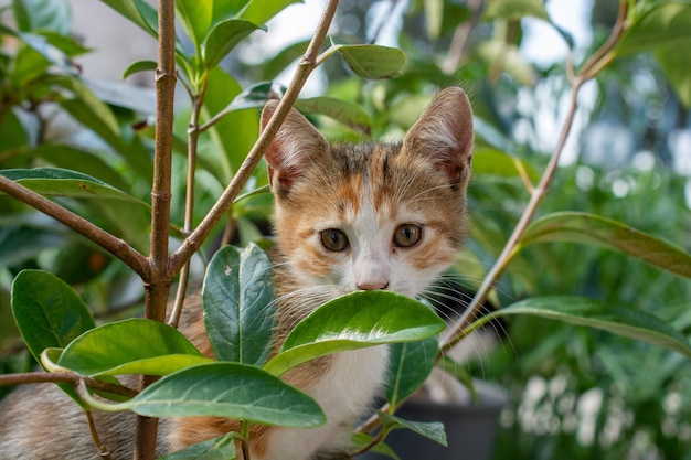 Portrait of cute beautiful kitten as domestic animal