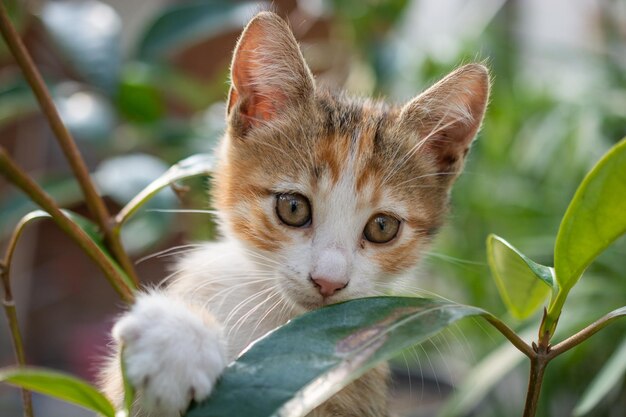 국내 동물로 귀여운 아름다운 새끼 고양이의 초상화