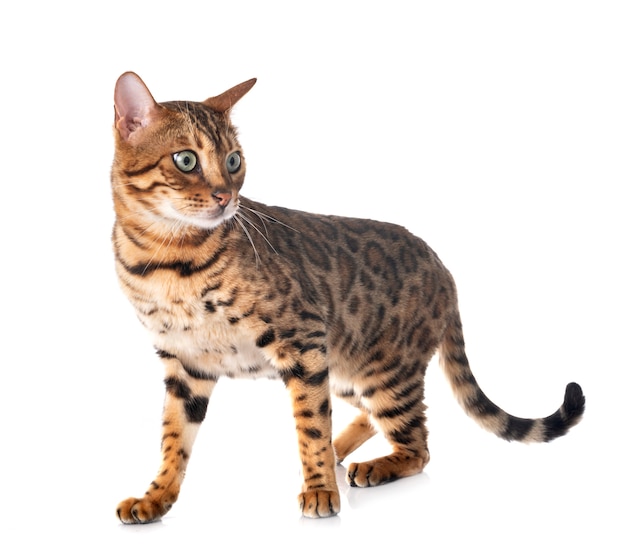 Photo portrait of cute bengal cat