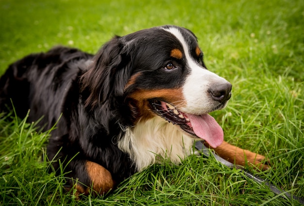 공원에서 귀여운 Berner Sennenhund 강아지의 초상화.