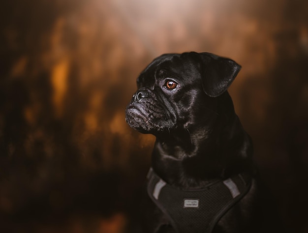 Portrait of a cute black domestic pug in a leash jacket posing in nature looking aside