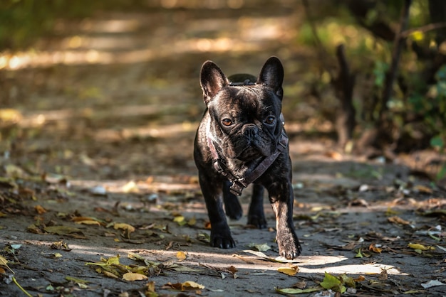 Photo portrait of cute black french bulldog
