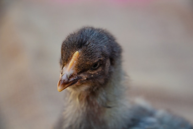 Portrait of cute black and gray chicken farm animal