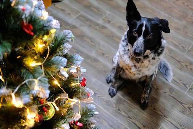 Portrait cute black and white dog sitting near decorated christmas tree on the floor and looking to