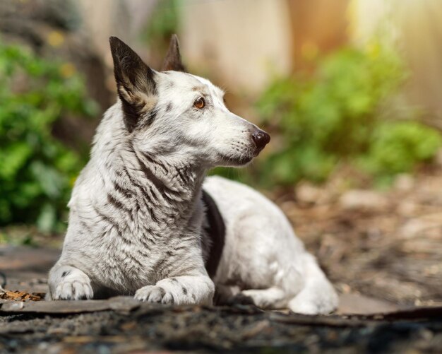 Portrait of a cute black and white mixbred dog is lying in the garden under the sun looking away