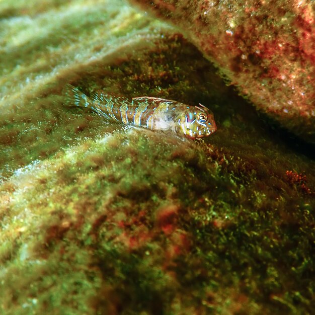 귀여운 Blenny 물고기의 초상화 Parablennius zvonimiri를 닫습니다.