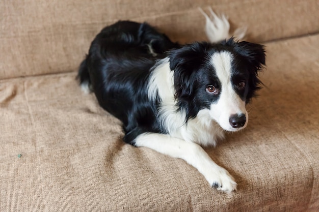 Portrait of cute border collie on couch