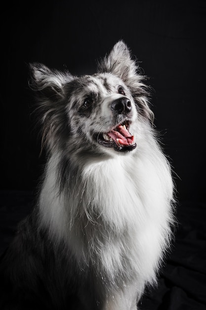 Photo portrait of cute border collie dog