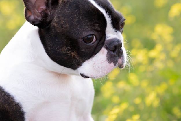 Portrait of a cute Boston Terrier