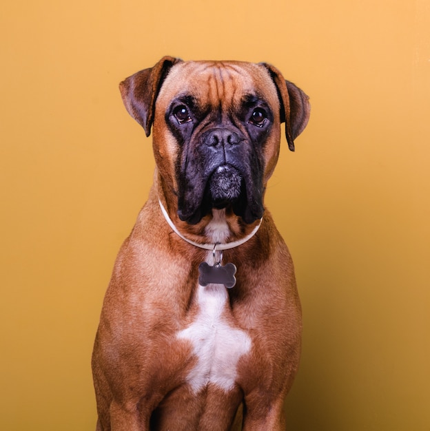 かわいいボクサー犬の肖像画