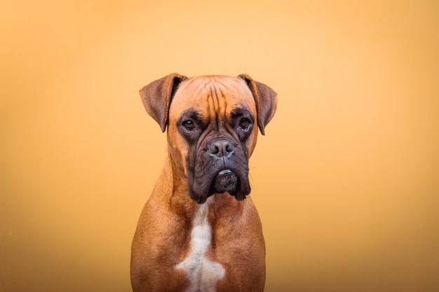 Portrait of cute boxer dog