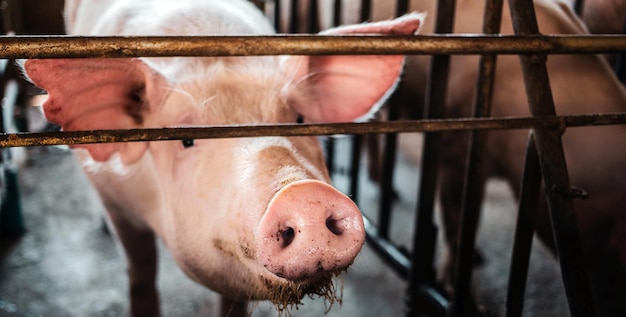 Portrait of cute breeder pig with dirty snout Closeup of Pig039s snoutBig pig on a farm