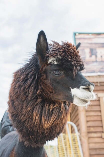 Foto ritratto di un simpatico alpaca marrone