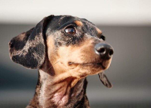 Photo portrait of cute brown and black dachshund breed dog