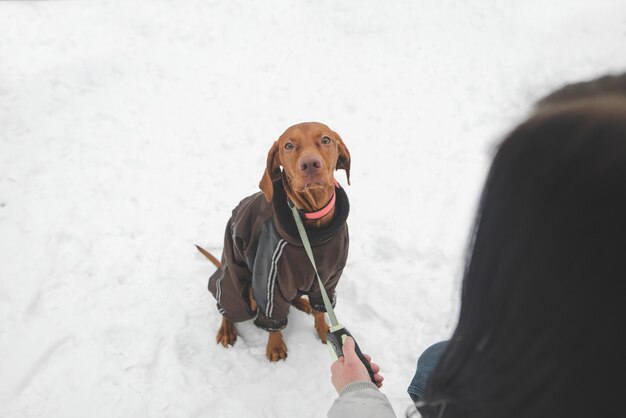 Portrait of a cute brown dog in a jacket sitting in the snow