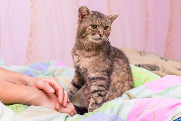 Portrait of cute cat lying in bed