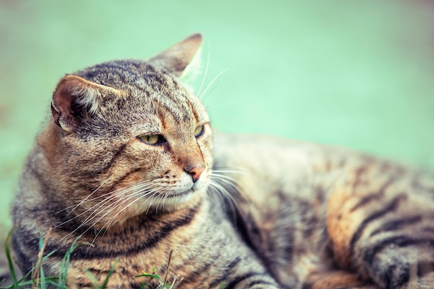 Портрет милой кошки на открытом воздухе на зеленом фоне