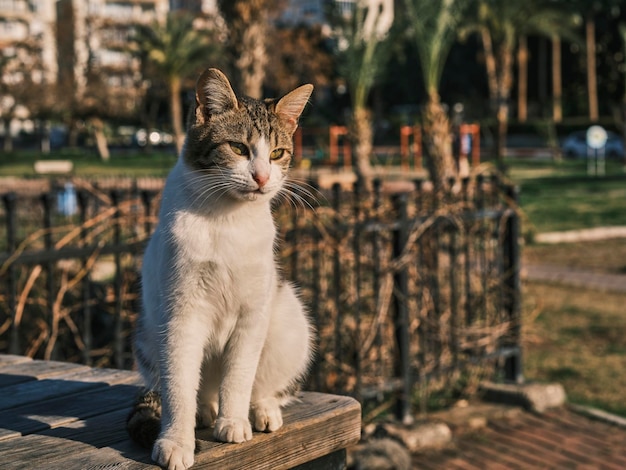 Foto ritratto di un simpatico gatto in un parco