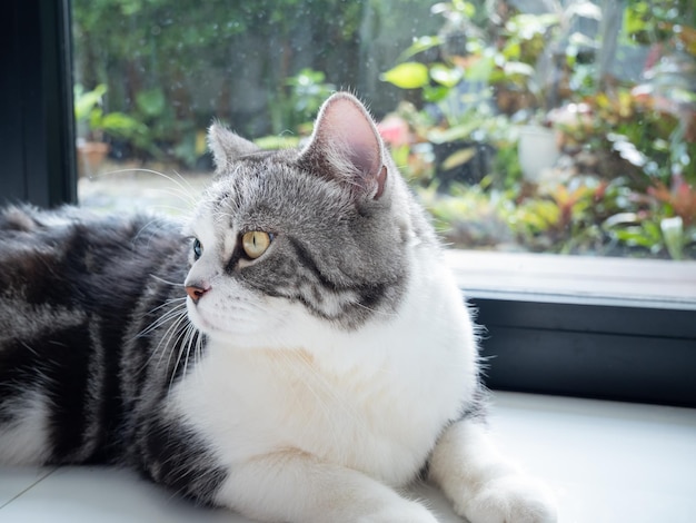 Портрет милой кошки сидит в гостиной и смотрит в сад снаружи через окно утром