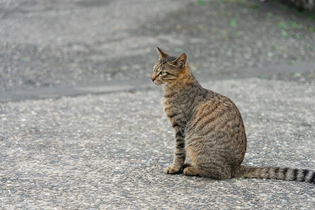 Portrait Cute cat sitting in front of the house Is a cute pet and good habits