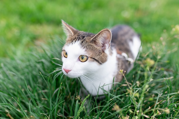 Portrait of cute cat walking outdoor in grass