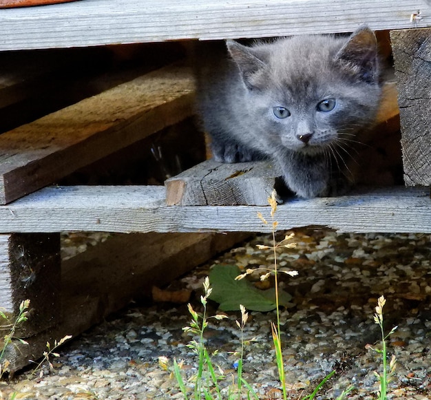 Photo portrait of cute cat on wood