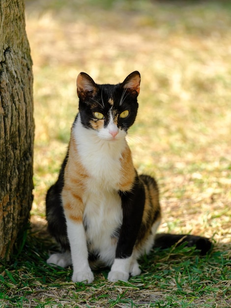 Photo portrait of a cute cat