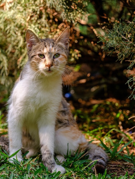 Photo portrait of a cute cat