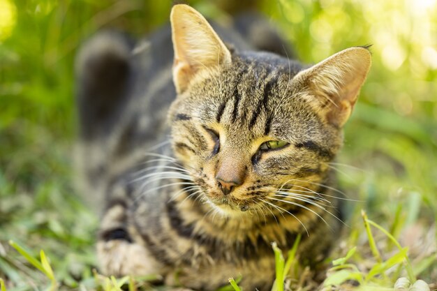 Ritratto di un simpatico gatto