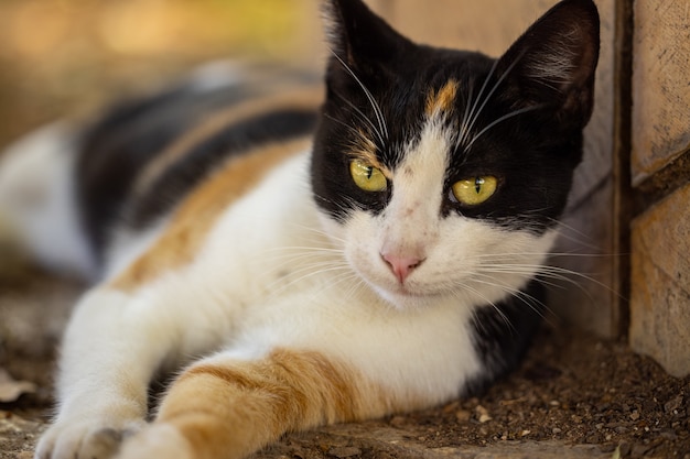 Portrait of a cute cat