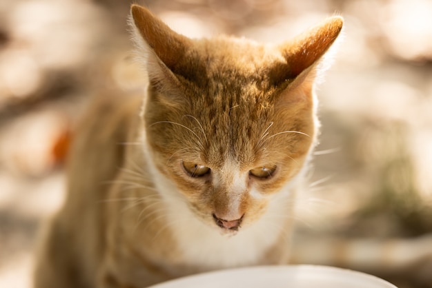 Foto ritratto di un simpatico gatto