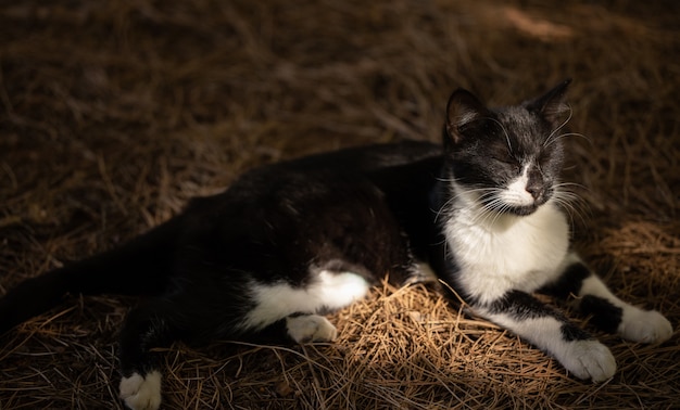 Portrait of a cute cat