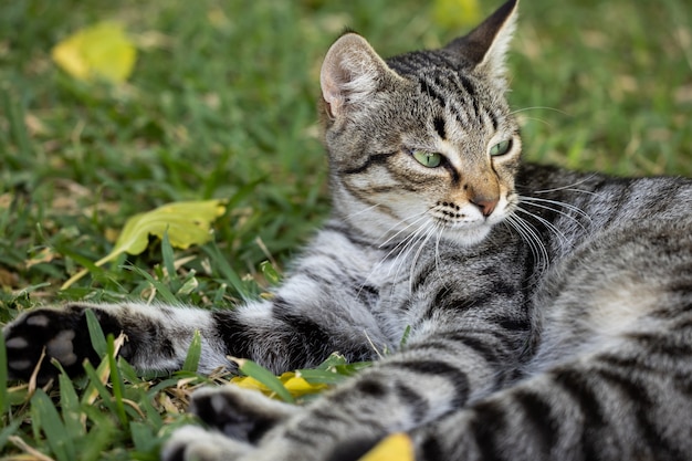 Portrait of a cute cat