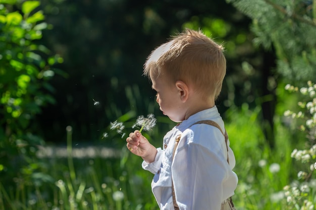 Portrait of cute caucasian little boy blowing on dandelions in the park in summer with soft focus and selective focus