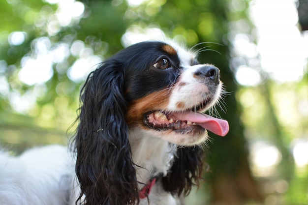 PORTRAIT OF CUTE CAVALIER DOG WITH TONGUE OUT ON GREEN BOKEH BACKGROUND