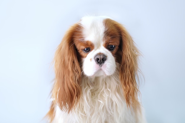 Portrait of a cute cavalier King Charles spaniel closeup