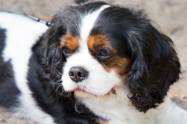 Portrait of cute cavalier king charles spaniel