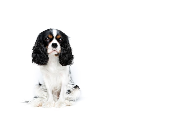 Portrait of cute cavalier spaniel isolated on white background copy space